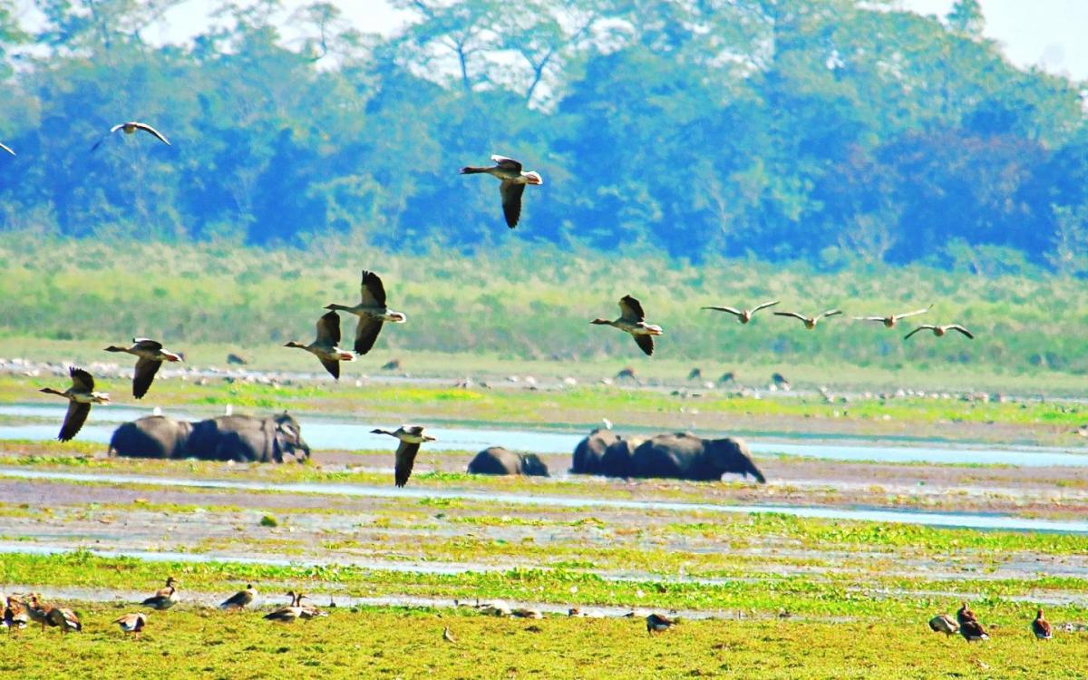 About Kaziranga National Park - Assam